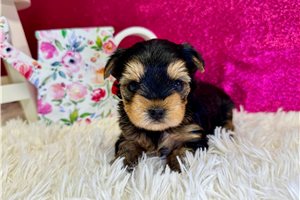 Kora - Yorkshire Terrier - Yorkie for sale