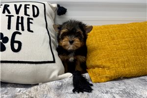 Carter - Yorkshire Terrier - Yorkie for sale