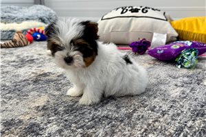 Nalia - Yorkshire Terrier - Yorkie for sale