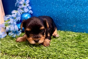 Pixie - Yorkshire Terrier - Yorkie for sale