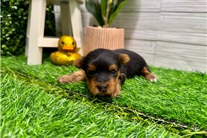 Ciara - puppy for sale