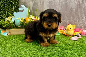 Emilio - Yorkshire Terrier - Yorkie for sale