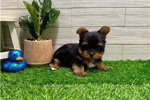 Paige - Yorkshire Terrier - Yorkie for sale