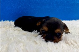 Spence - puppy for sale