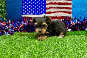 Carter - Yorkshire Terrier - Yorkie for sale