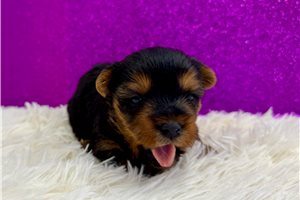 Spike - puppy for sale