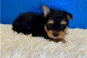 Drake - Yorkshire Terrier - Yorkie for sale