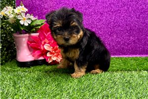 Alyssa - Yorkshire Terrier - Yorkie for sale
