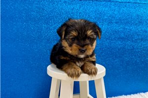 Clarence - puppy for sale