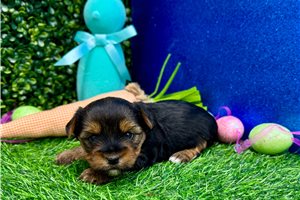 Nathan - puppy for sale