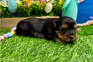 Alma - Yorkshire Terrier - Yorkie for sale