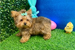 Kenzie - Yorkshire Terrier - Yorkie for sale