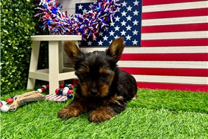 Dalton - Yorkshire Terrier - Yorkie for sale