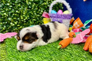 Renegade - puppy for sale