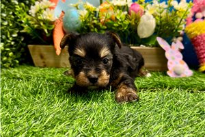 Perdita - Yorkshire Terrier - Yorkie for sale
