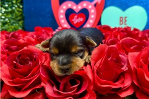 Emmie - puppy for sale