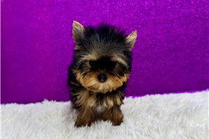 Fallon - Yorkie for sale