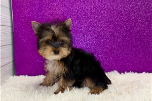 Carmela - Yorkie for sale