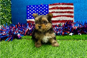Zena - Yorkshire Terrier - Yorkie for sale