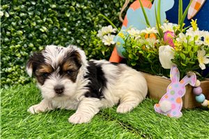 Renegade - Yorkshire Terrier - Yorkie for sale
