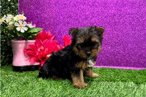 Allie - Yorkshire Terrier - Yorkie for sale