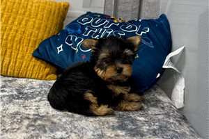 Pirate - Yorkshire Terrier - Yorkie for sale