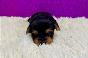 Dusk - puppy for sale