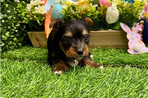 Perla - Yorkshire Terrier - Yorkie for sale