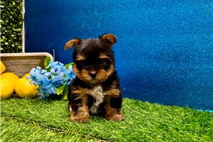 Paige - Yorkshire Terrier - Yorkie for sale