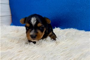 Spark - puppy for sale