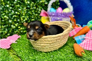 Perla - puppy for sale