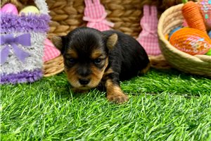 Trudy - Yorkshire Terrier - Yorkie for sale