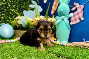 Trudy - Yorkshire Terrier - Yorkie for sale