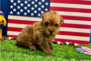 Ruby - Yorkshire Terrier - Yorkie for sale