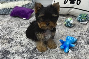 Peter - Yorkshire Terrier - Yorkie for sale