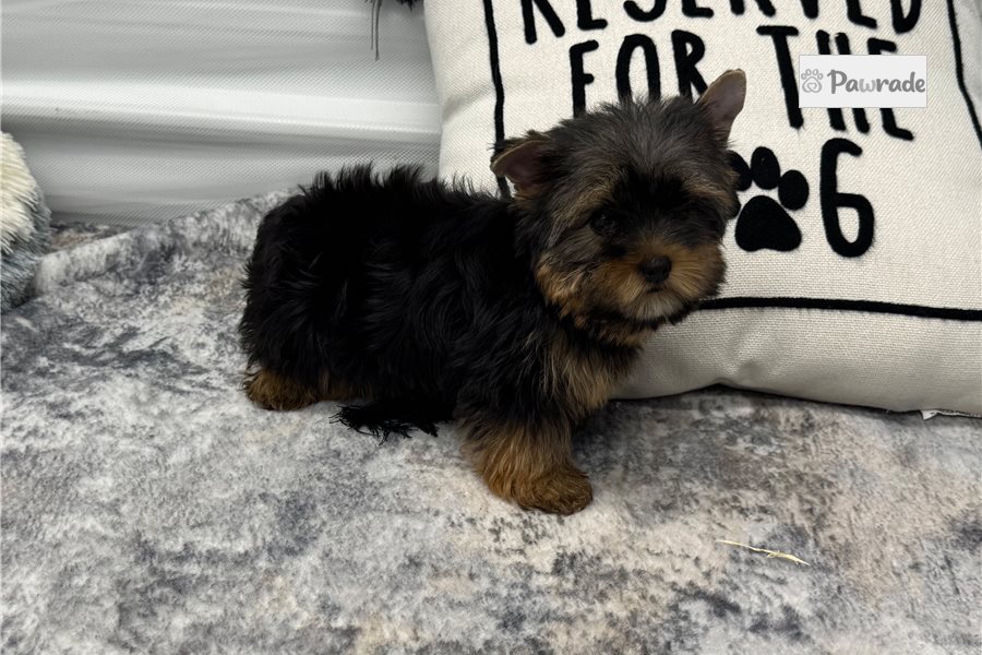 Felix - Yorkshire Terrier for sale