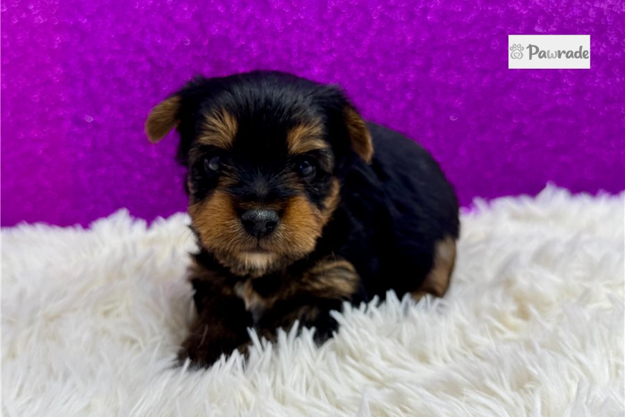 Bails, female Yorkshire Terrier puppy for sale