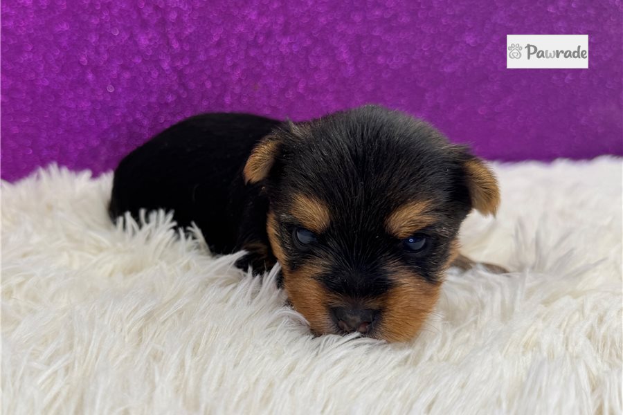 Skye - Yorkshire Terrier for sale