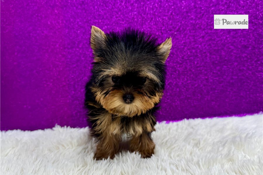 Fallon - Yorkshire Terrier for sale
