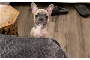 Lima - puppy for sale