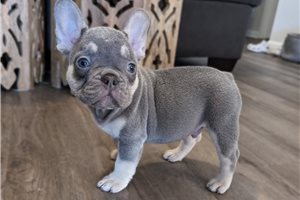 Watson - puppy for sale