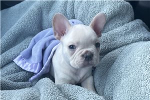 Wayne - puppy for sale