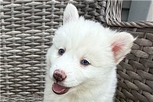 Esme - Pomsky for sale