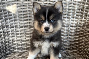 Cedric - Pomsky for sale