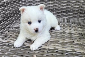 Daffodil - Pomsky for sale