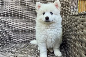 Echo - Pomsky for sale
