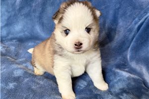 Dante - puppy for sale