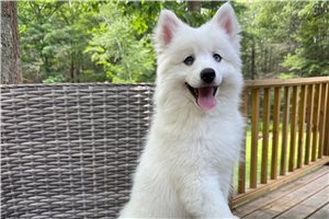 Echo - Pomsky for sale