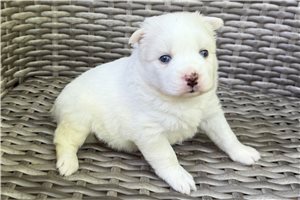 Daffodil - puppy for sale