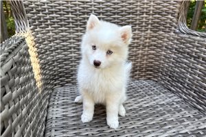 Gabby - Pomsky for sale